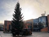 Der Weihnachtsbaum vor dem Rathaus steht wieder!