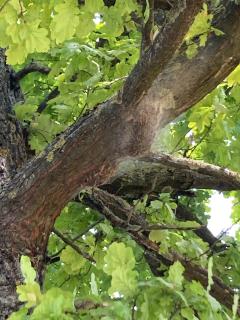 Befall durch Eichenprozessionsspinner